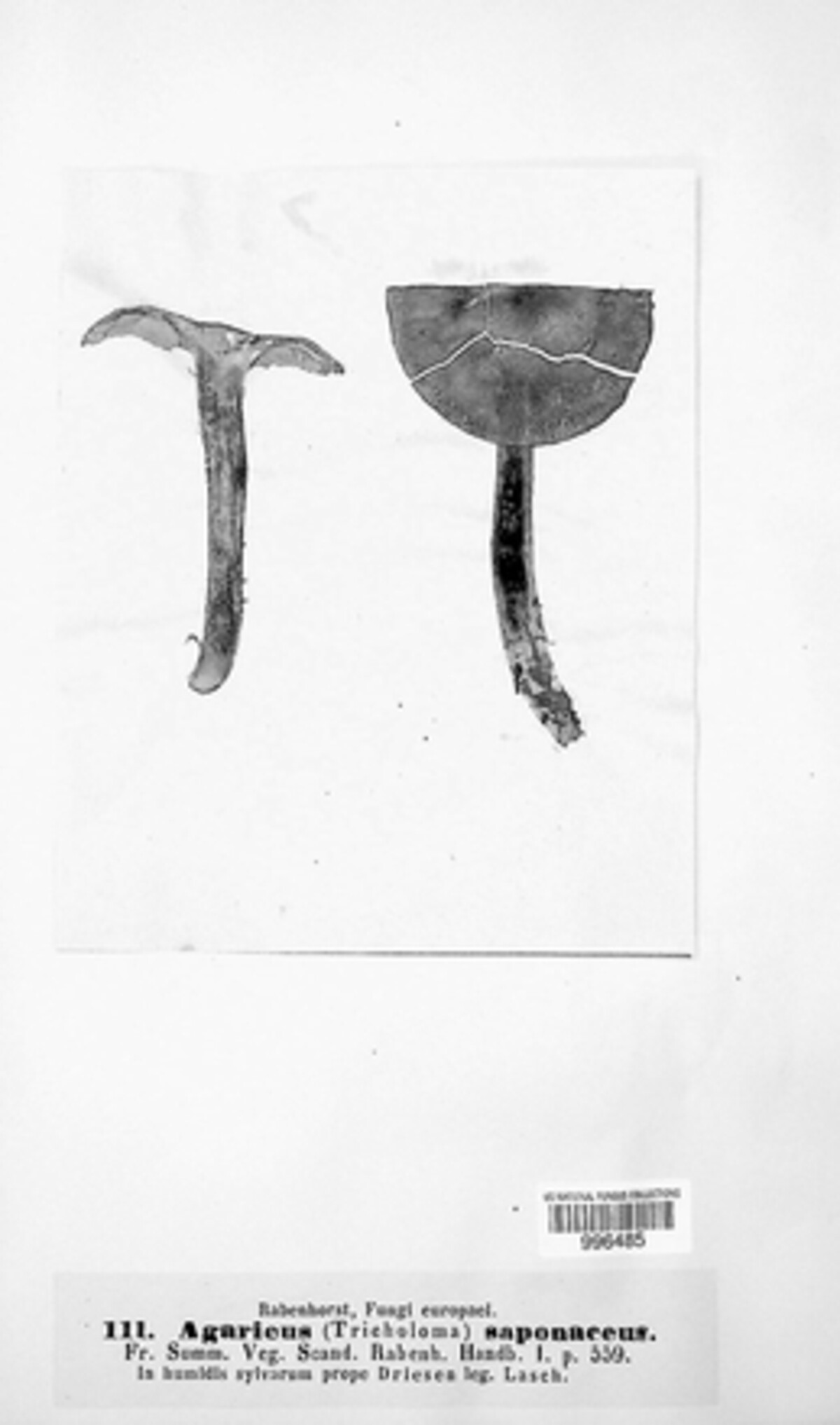 Tricholoma saponaceum image